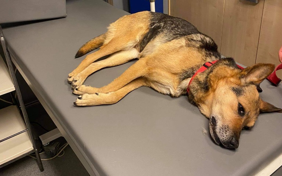 Zbiórka Nie chciałam umierać - zdjęcie główne