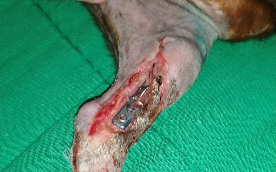 
        Zbiórka Na Ratowanie Życia ukochanej Kot - zdjęcie główne
    