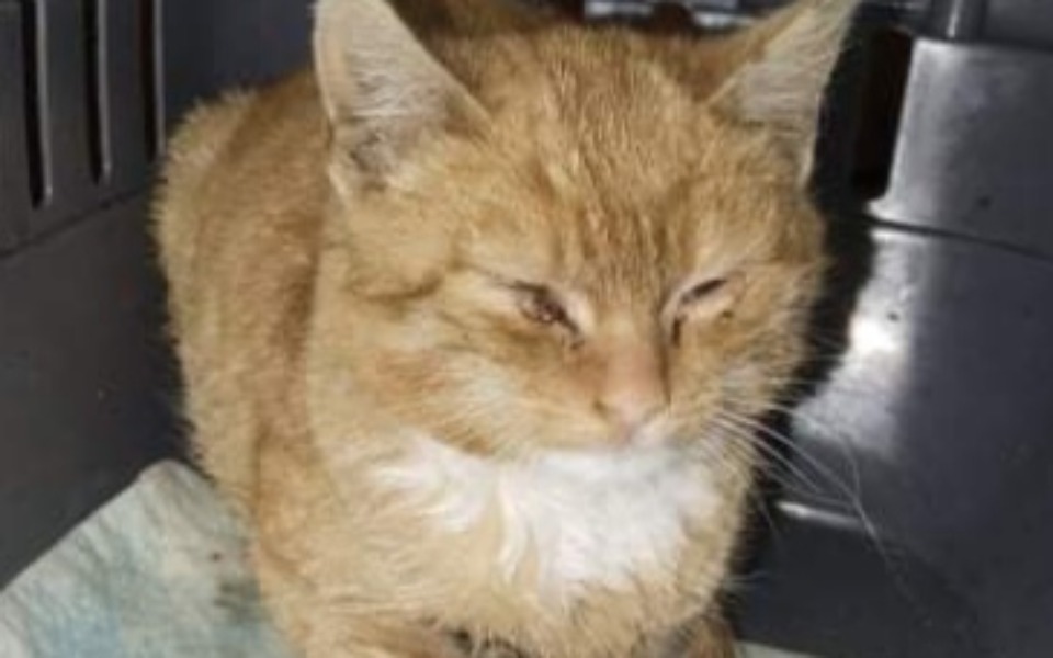 Zbiórka Dramat kotów wolnożyjacy. - zdjęcie główne