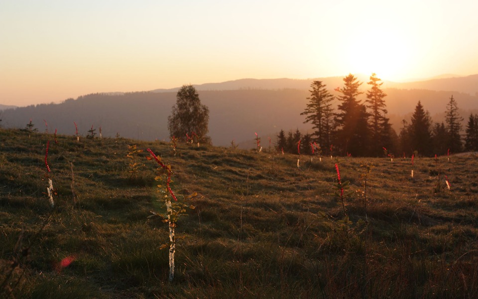 
        Zbiórka 50/50 urodzinowa zbiórka - zdjęcie główne
    