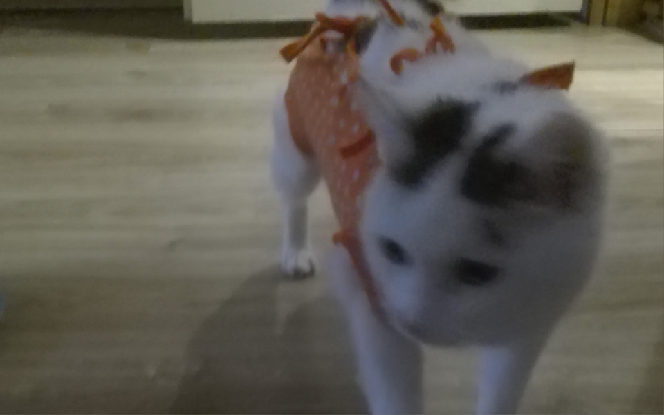 
        Zbiórka Jedzenie dla polskich kotów - zdjęcie główne
    