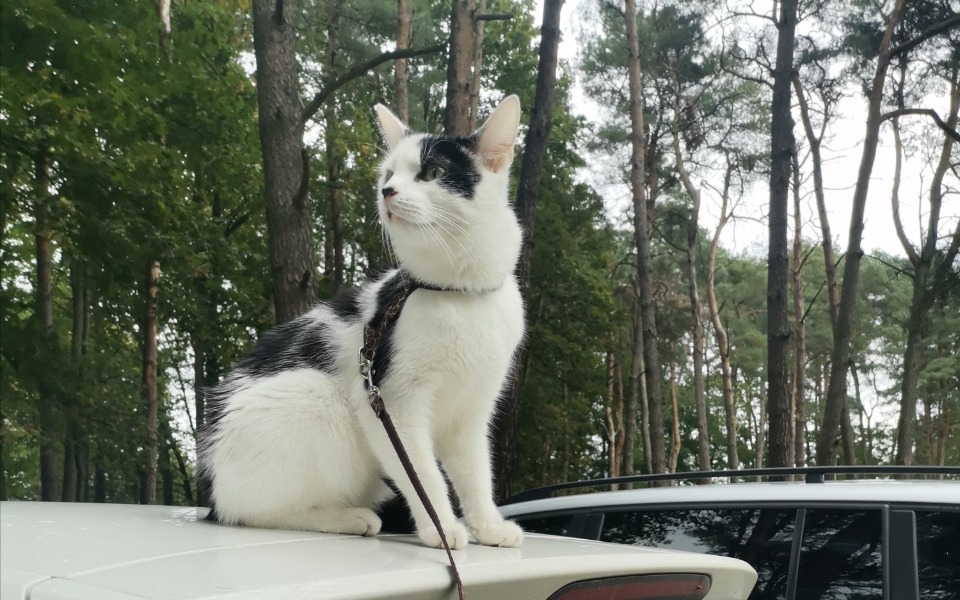 
        Zbiórka Uratujmy życie małego Leonka - zdjęcie główne
    