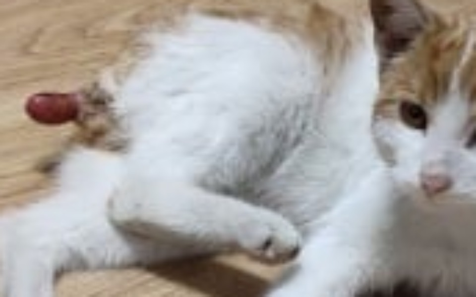 
        Zbiórka Ratujemy życie Rudego - zdjęcie główne
    