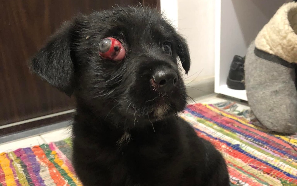 
        Zbiórka Walczymy o zdrowie szczeniaka - zdjęcie główne
    