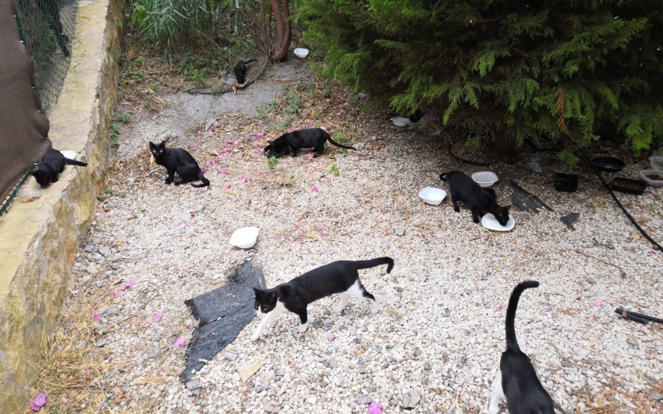 
        Zbiórka Na pomoc bezdomniaczkom - zdjęcie główne
    