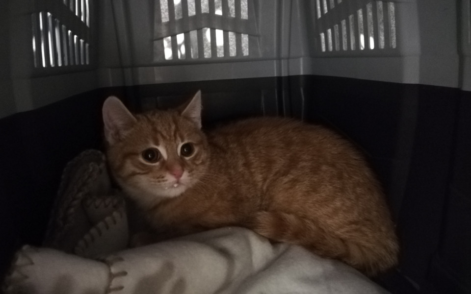 
        Zbiórka Ibiza i Tahiti w gabinecie - zdjęcie główne
    