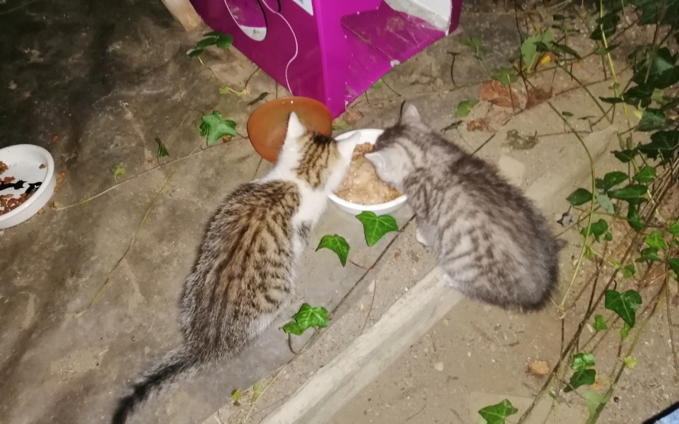 
        Zbiórka Daj grosiaka dla kociaka - zdjęcie główne
    