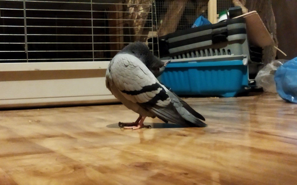 
        Zbiórka Na nutribird 21a dla gołębi - zdjęcie główne
    