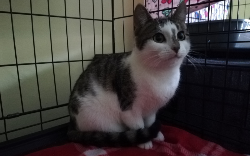 
        Zbiórka Atena prosi o pomoc - zdjęcie główne
    