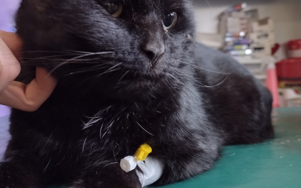 
        Zbiórka Chory bezdomny kocurek - zdjęcie główne
    