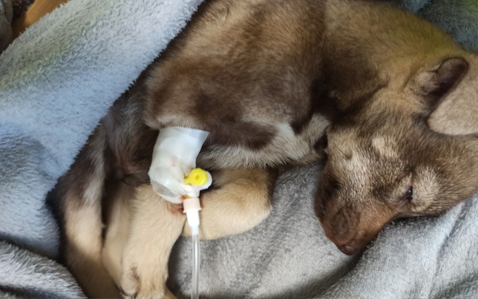 
        Zbiórka Parwowiroza zabija - zdjęcie główne
    