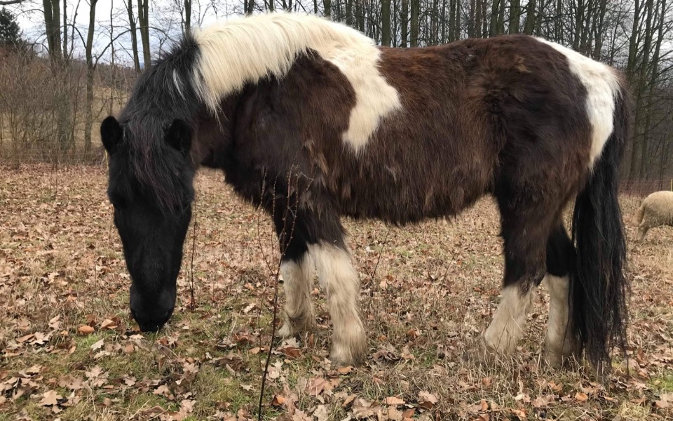 
        Zbiórka Uratujmy srokatego Hucułka - zdjęcie główne
    