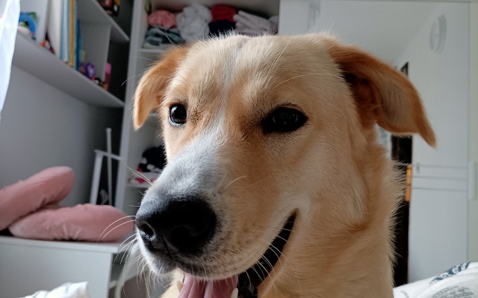 
        Zbiórka Chore psiaki na epilepsję - zdjęcie główne
    