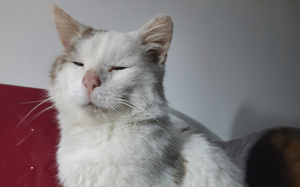 
        Zbiórka Leczenie starszego Kiciusia - zdjęcie główne
    