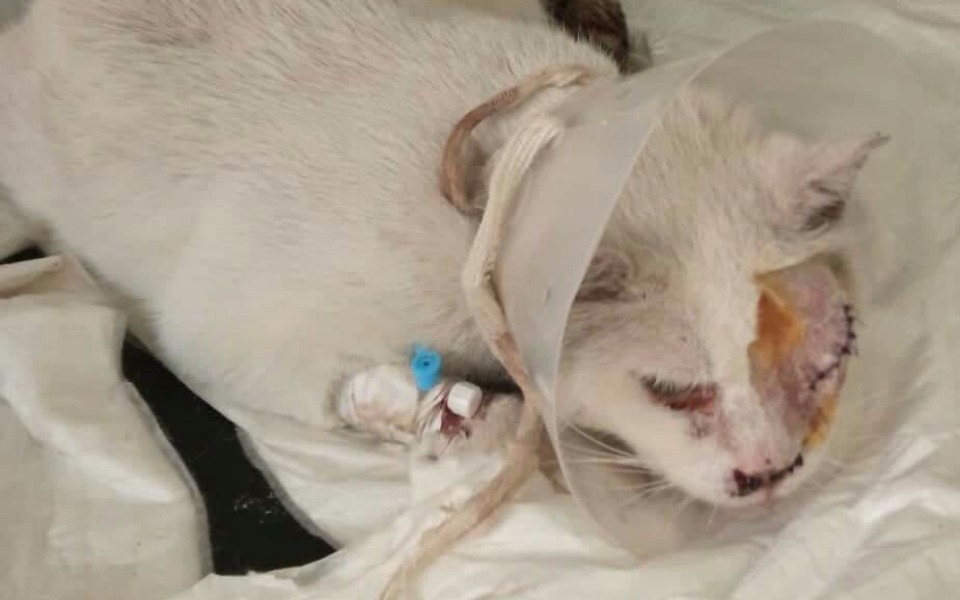 
        Zbiórka Pomoc dla Henia - zdjęcie główne
    