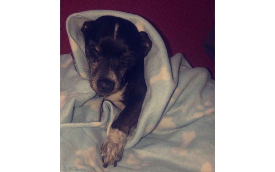 
        Zbiórka Nasz pupil potrzebuje pomocy - zdjęcie główne
    