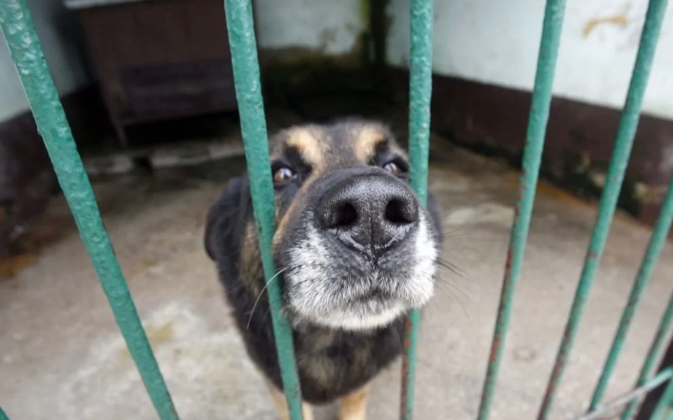 
        Zbiórka Na pieski z schroniska - zdjęcie główne
    