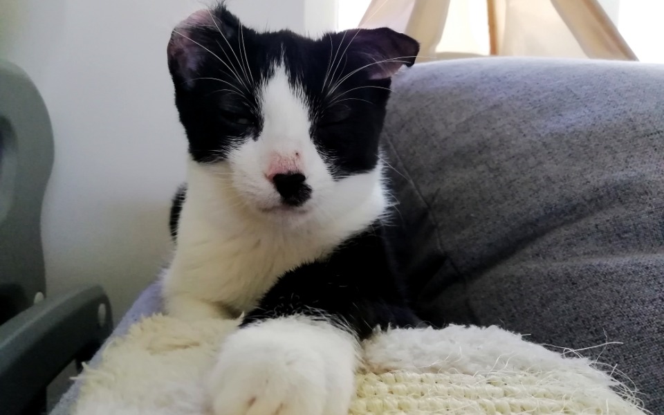 
        Zbiórka Pomoc dla Adolfiny - zdjęcie główne
    