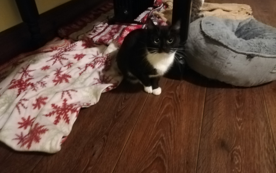 Zbiórka Fela prosi Was o pomoc - zdjęcie główne