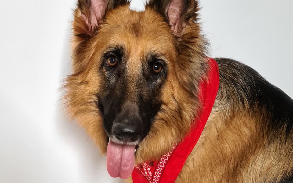 
        Zbiórka Kastracja suczki - zdjęcie główne
    