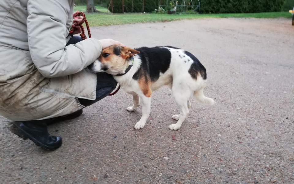 
        Zbiórka Zapomniany Reksio z Radys - zdjęcie główne
    