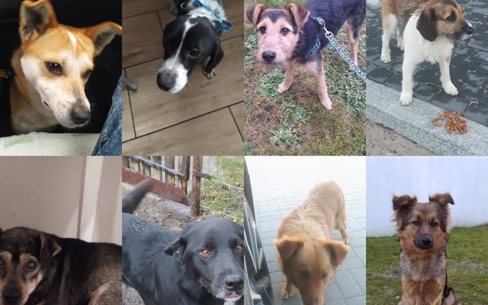 
        Zbiórka Kastracje bezdomniaków - zdjęcie główne
    