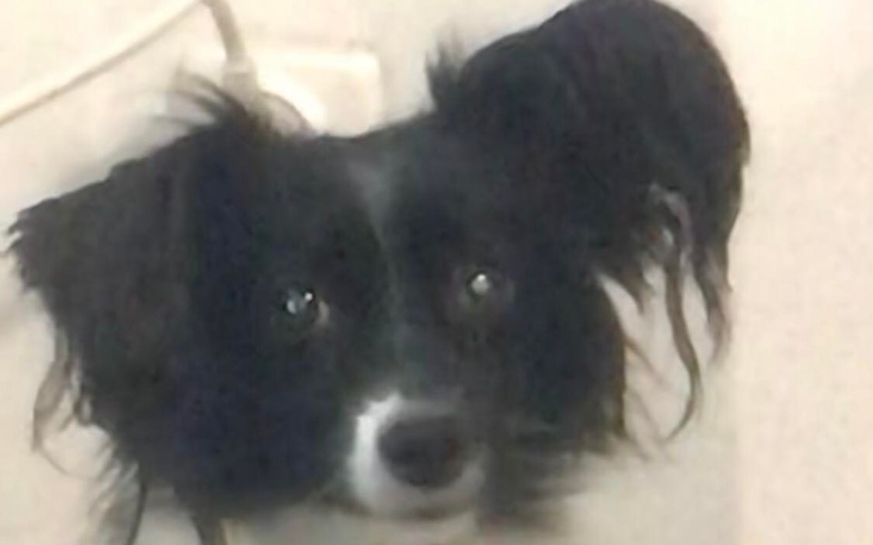 
        Zbiórka Pomoc dla pieska , ma chore zęby - zdjęcie główne
    