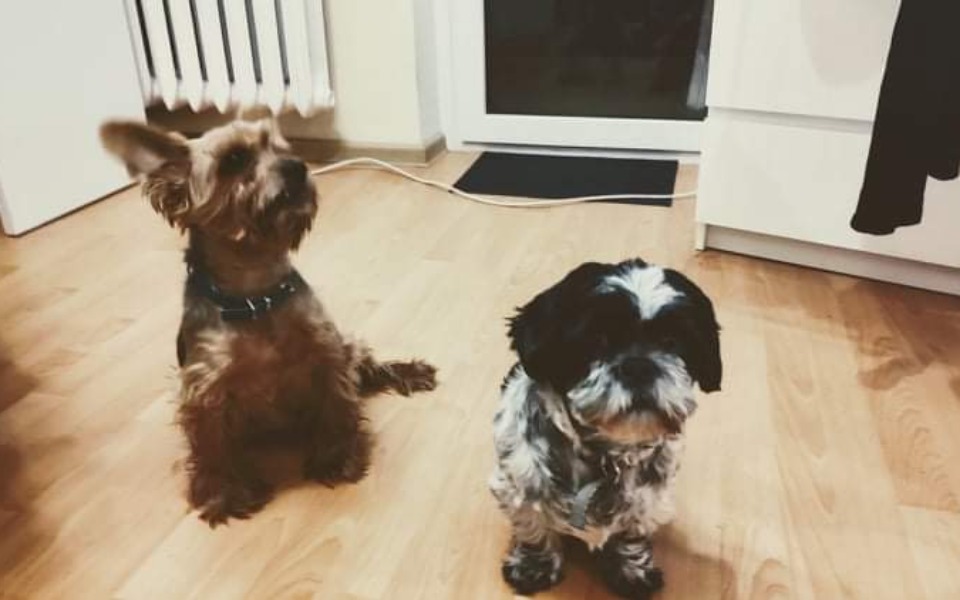 
        Zbiórka Karma na schroniska - zdjęcie główne
    