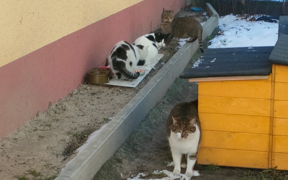 Zbiórka Na jedzonko na zimę..... - zdjęcie główne