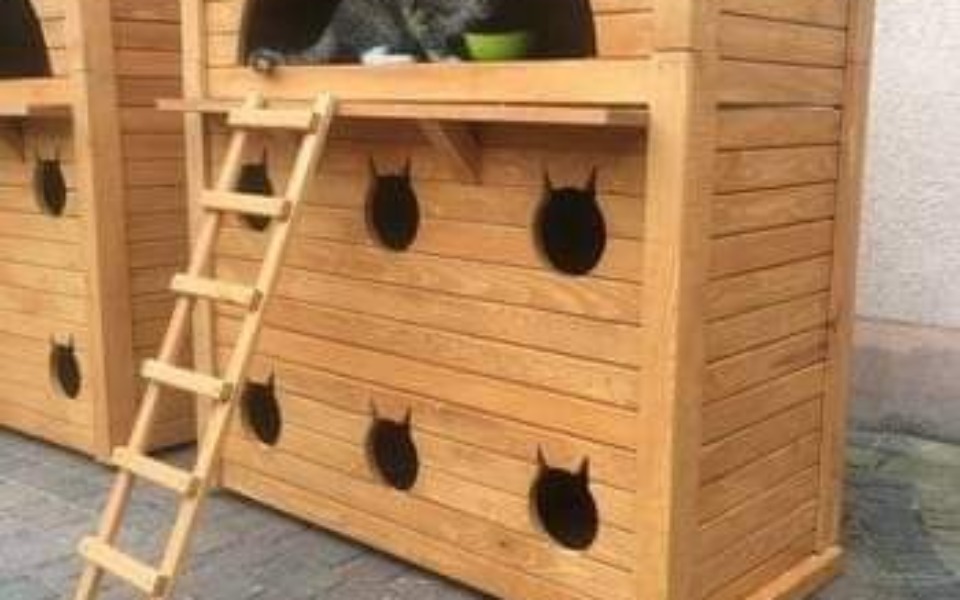 
        Zbiórka Dom dla sześciu kotów - zdjęcie główne
    