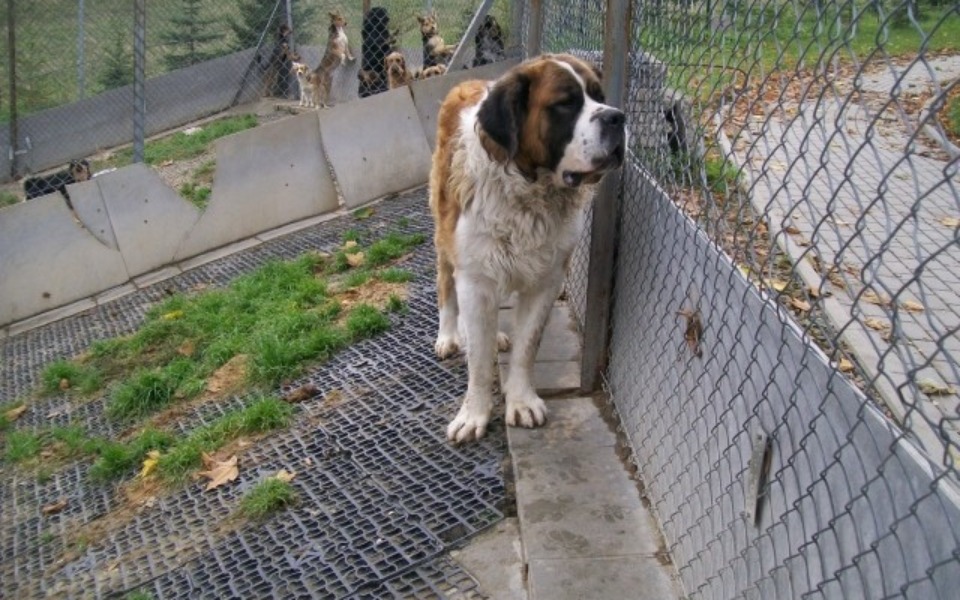 
        Zbiórka Na schronisko dla zwierząt.. - zdjęcie główne
    