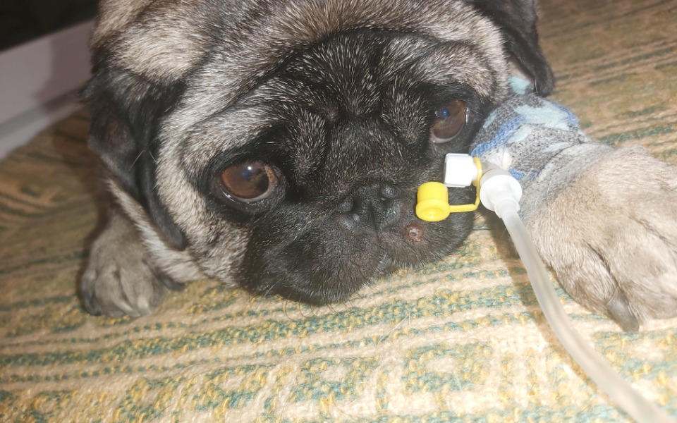 
        Zbiórka Błagam o pomoc dla Wandy - zdjęcie główne
    