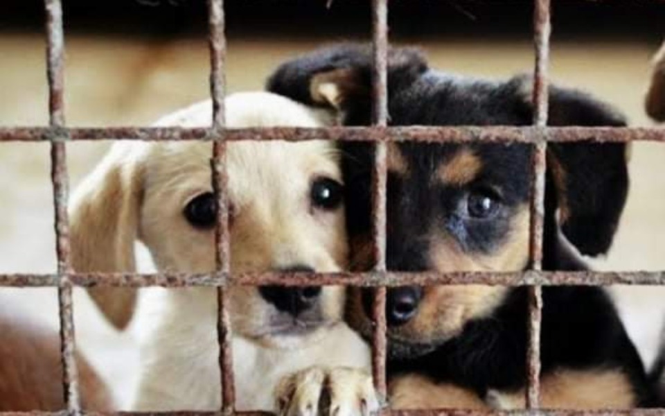 
        Zbiórka Pomagamy pieskom z schroniska - zdjęcie główne
    