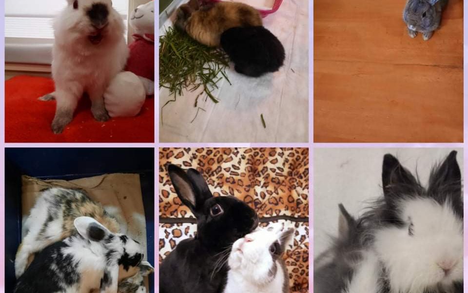 
        Zbiórka Pomoc Króliczkom - zdjęcie główne
    