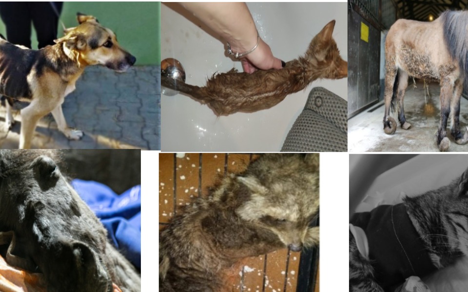 
        Zbiórka Schronisko pegasus - zdjęcie główne
    