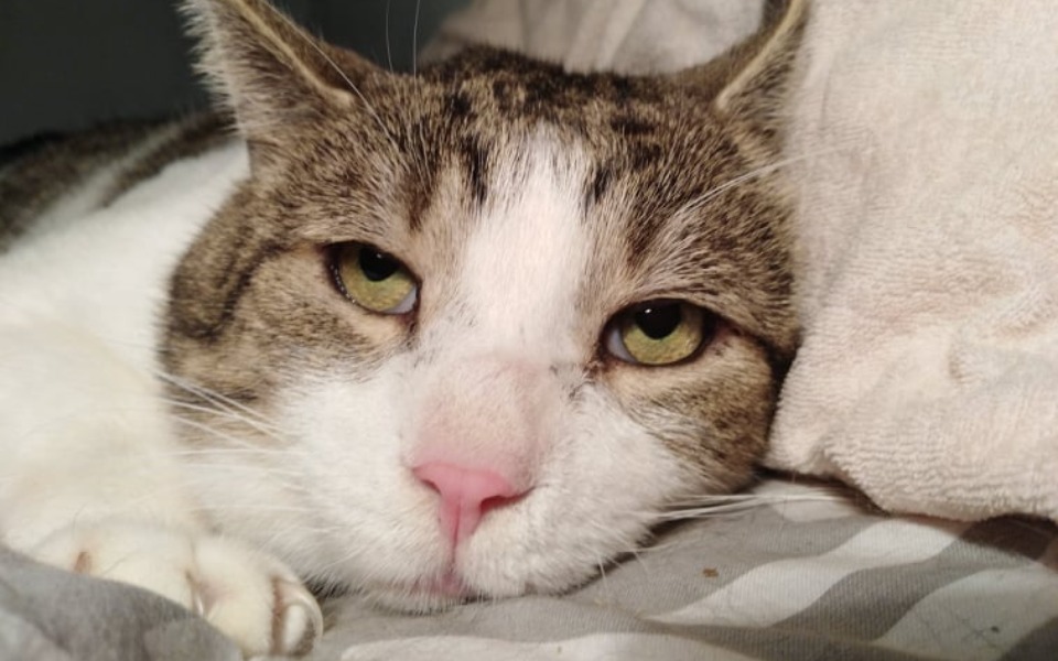 
        Zbiórka Pomóc staruszkom - zdjęcie główne
    