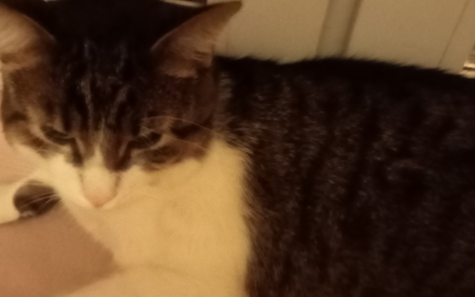 
        Zbiórka Na leczenie kotka Bąbelka - zdjęcie główne
    