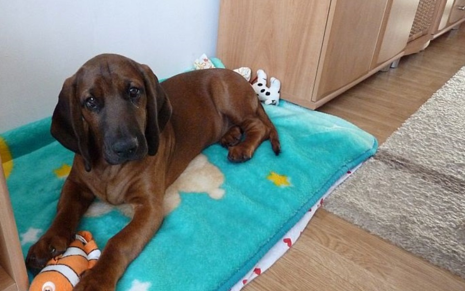 
        Zbiórka pilna operacja psa. - zdjęcie główne
    