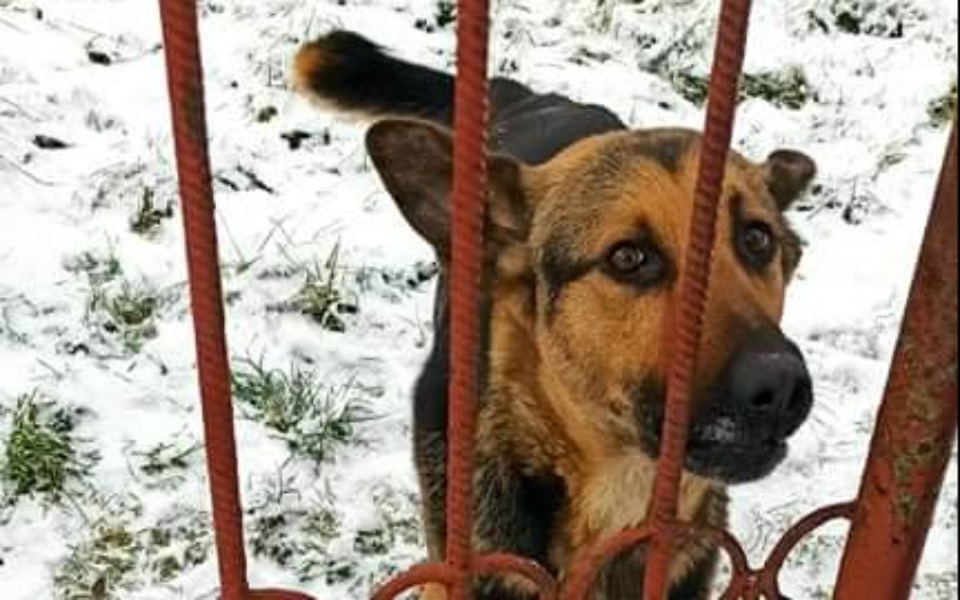 Zbiórka Na diagnostykę złamanej łapy - zdjęcie główne