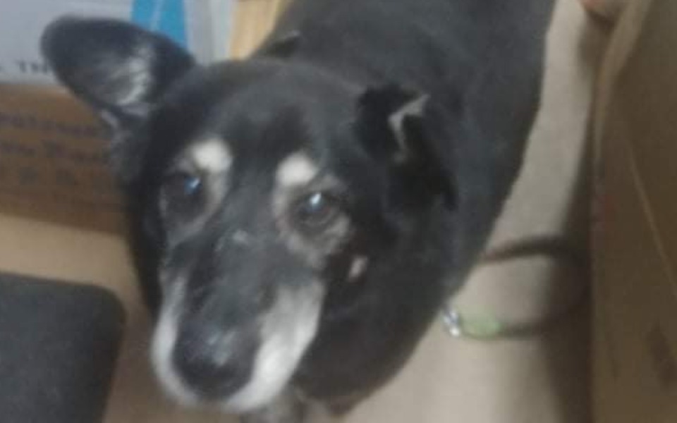 
        Zbiórka Chcą mnie uśpić, pomocy - zdjęcie główne
    