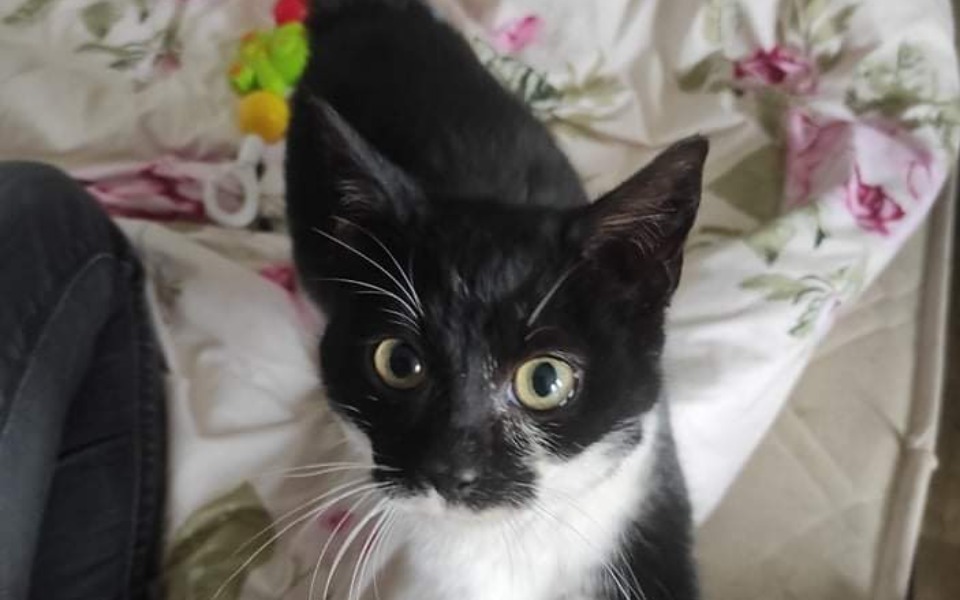 
        Zbiórka Zbieram na leczenie kociaka - zdjęcie główne
    