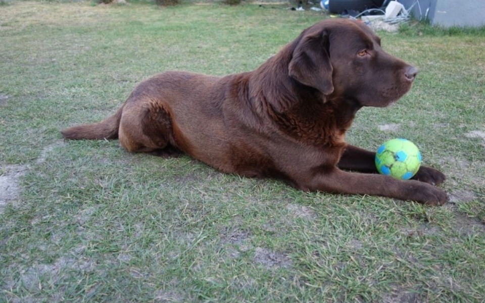 
        Zbiórka Leczenie labradora Aleksa - zdjęcie główne
    