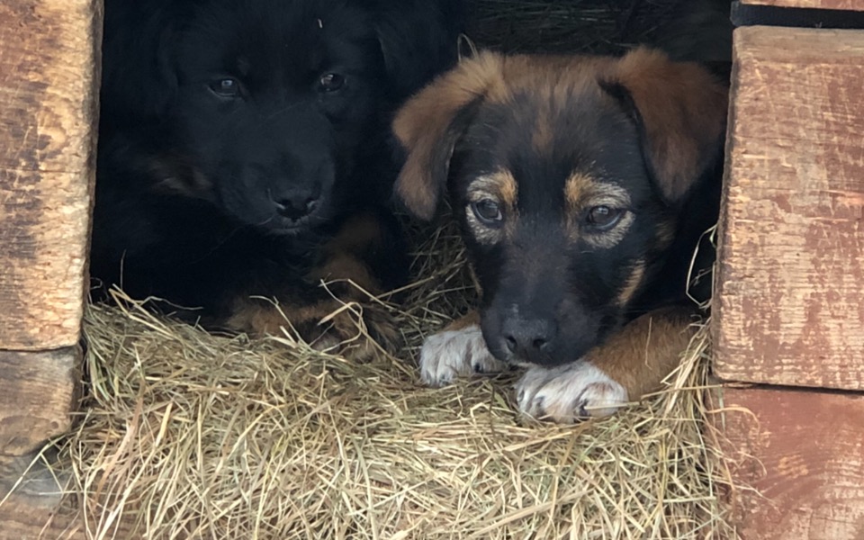 
        Zbiórka Życie i leczenie psów z Ukrainy - zdjęcie główne
    