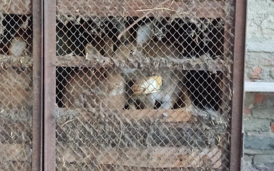 
        Zbiórka Króliki z interwencji, Śląsk - zdjęcie główne
    