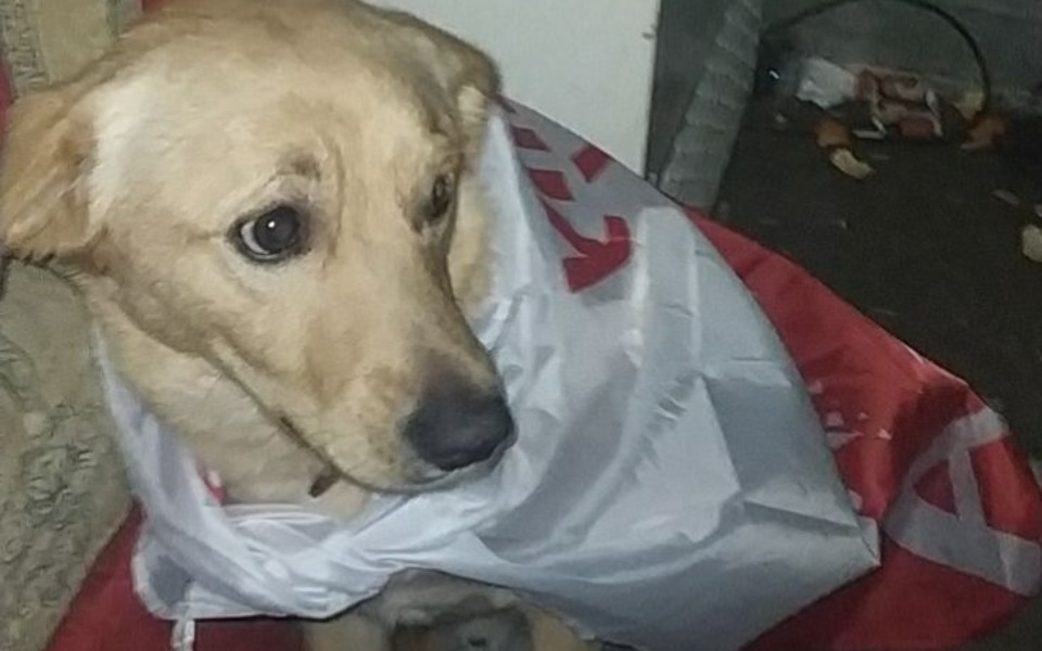 
        Zbiórka Jedzenie dla porzuconego pieska - zdjęcie główne
    