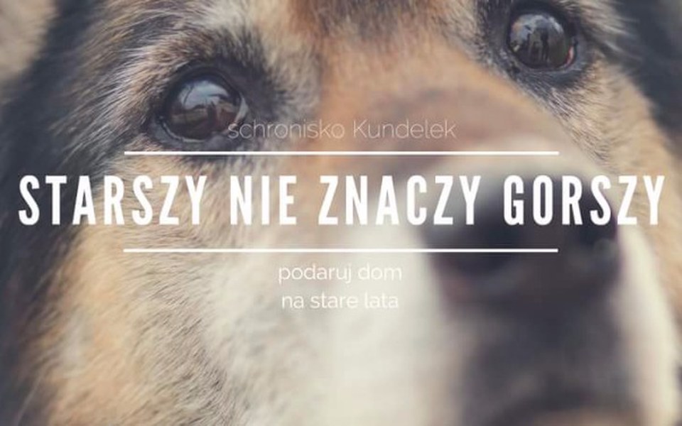 
        Zbiórka na schronisko KUNDELEK dla psów - zdjęcie główne
    