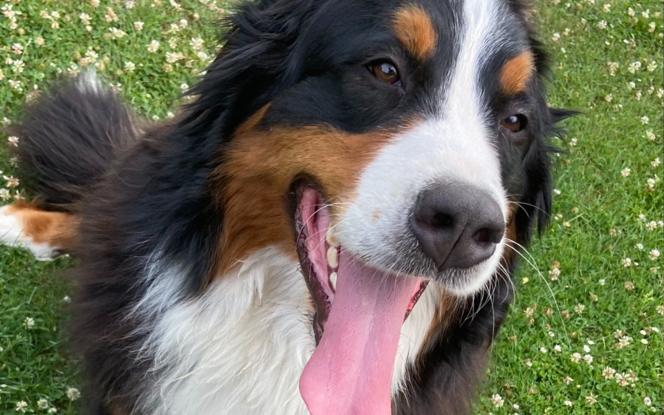 
        Zbiórka Ratujemy życie Suczki Kory - zdjęcie główne
    