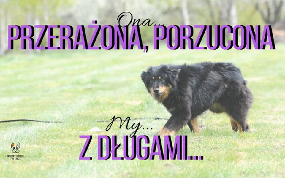 
        Zbiórka Oszukana i porzucona sunia - zdjęcie główne
    