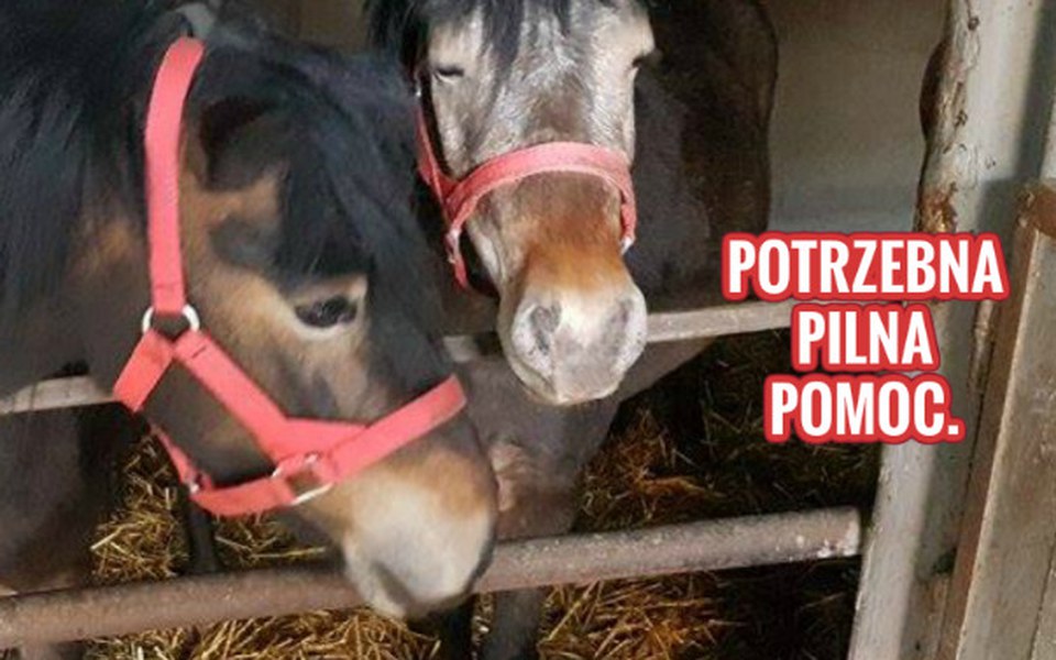 
        Zbiórka Paula i Sonia proszą o ratunek. - zdjęcie główne
    