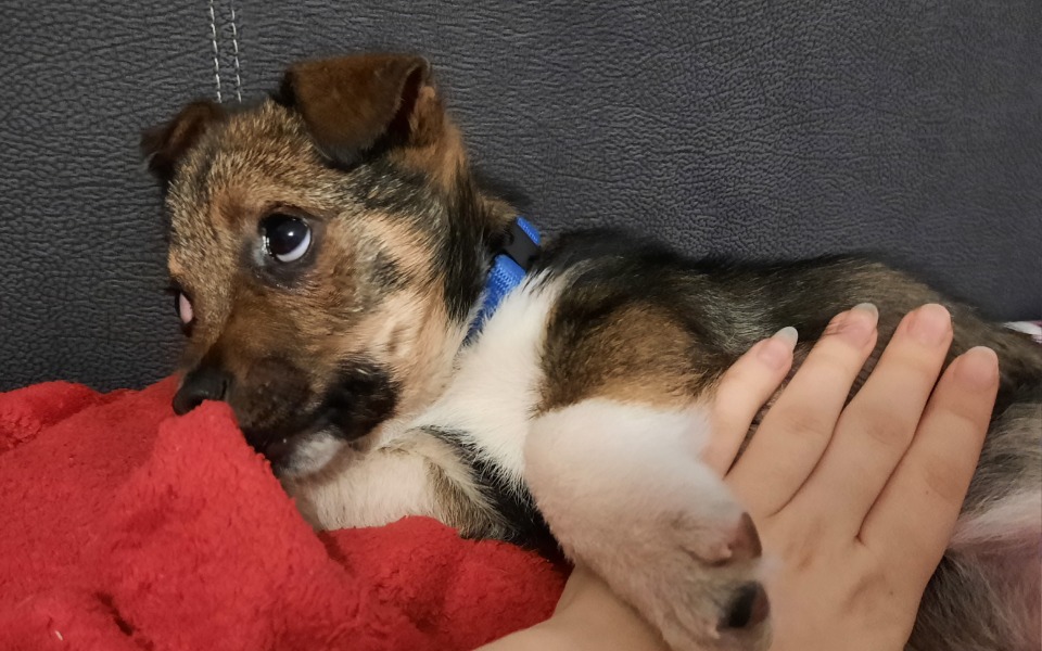 
        Zbiórka Na dom tymczasowy dla Herkulesa - zdjęcie główne
    